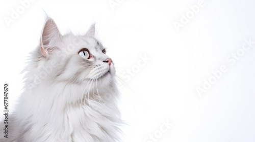 side view of cat looking side and thinking about something on white background with empty space created with Generative AI Technology 