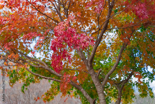 Wallpaper Mural モミジのグラデーション Torontodigital.ca