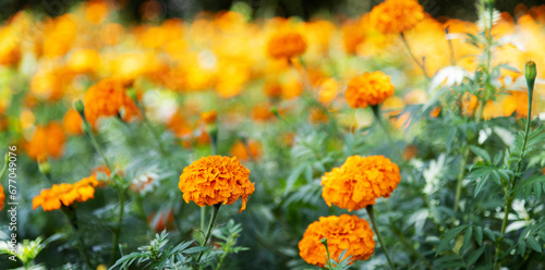 Marigold flowers blossom in the garden