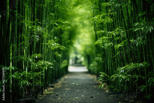 Tropical bamboo forest   Bamboo forest landscape