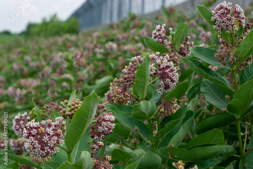 Flowers on asclepias syriaca or silkweed