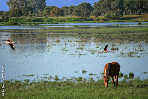 Marisma del  Parque Nacional de Doñana, España