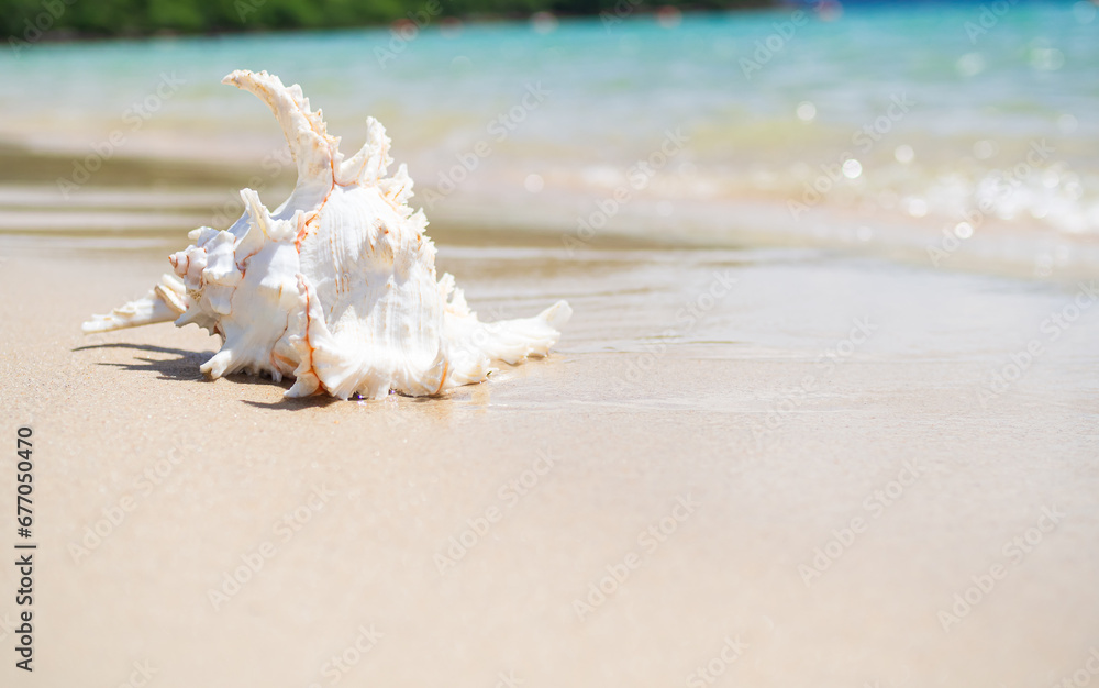 Shell Conch See Beach Summer Background, Seashell on Sand Blue Ocean with Sunshine, Space Shore Water with Sun Day Sky Tropical, Frame Travel Holiday Vacation Nature at Coast, Beautiful Coastline. Shell Conch See Beach Summer Background, Seashell on Sand Blue Ocean with Sunshine, Space Shore Water with Sun Day Sky Tropical, Frame Travel Holiday Vacation Nature at Coast, Beautiful Coastline.