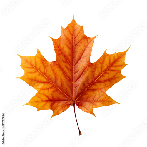 Maple leaf transparent