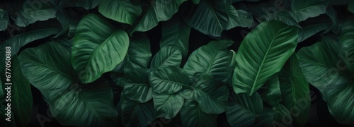 A Lush Close-Up of a Verdant Leafy Plant