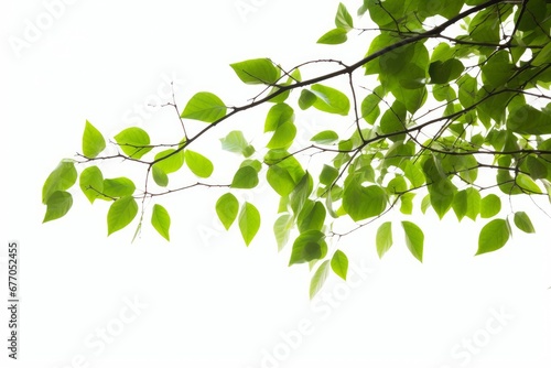 Natural green leaves branch with white background, Generative AI