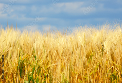 Golden wheat field. A field of wheat under bright blue sky. 