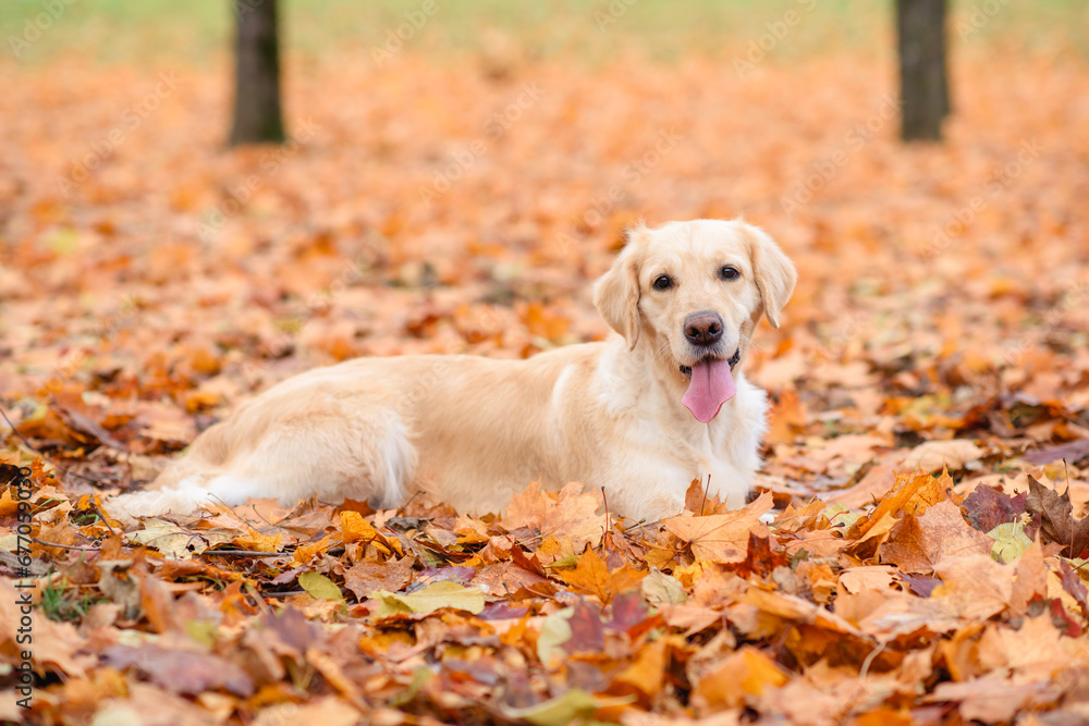 portrait of a dog of the golden labrador retriever in an autumn park with yellow and red leaves on a walk portrait of a dog of the golden labrador retriever in an autumn park with yellow and red leaves on a walk