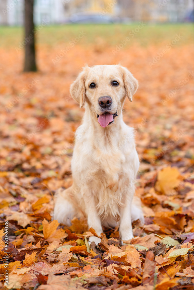 portrait of a old dog of the  golden labrador retriever in an autumn park with yellow and red leaves on a walk