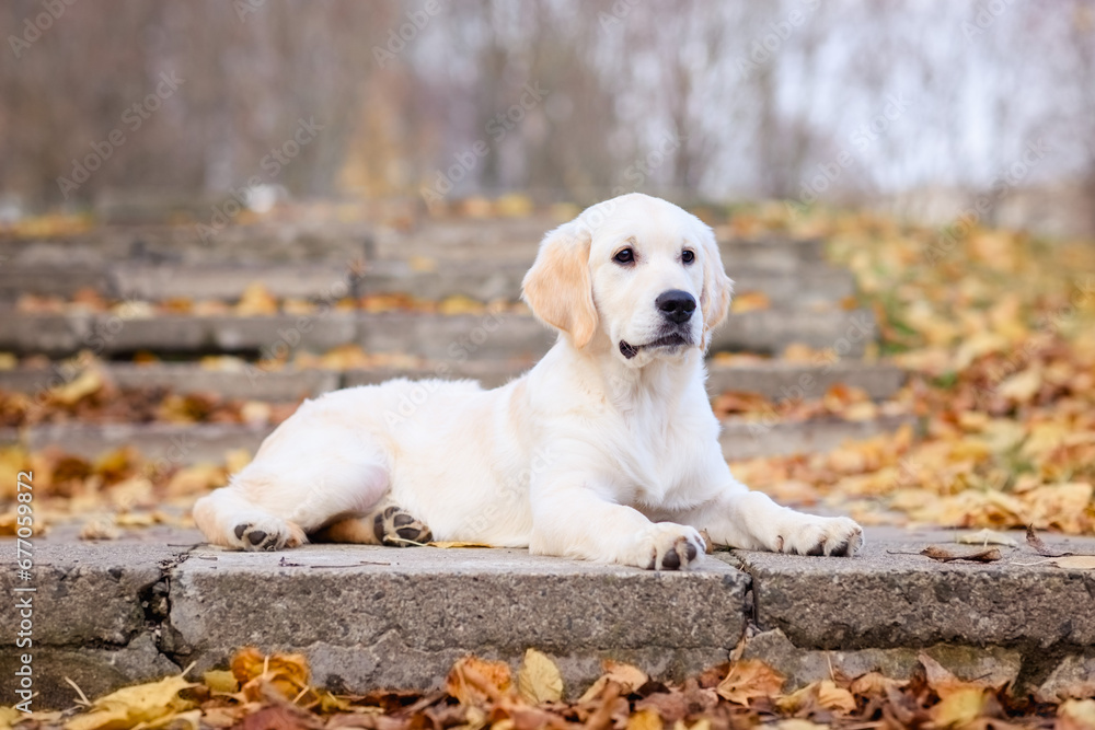 portrait of a dog puppy four months old golden labrador retriever in an autumn park with yellow and red leaves on a walk