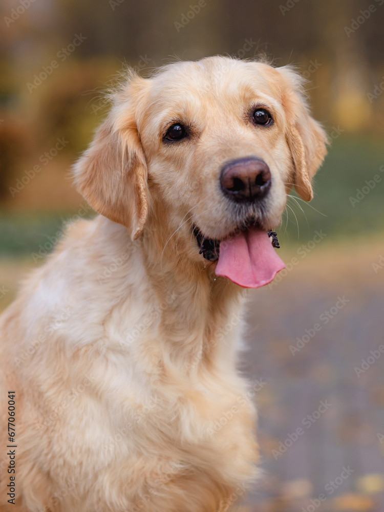 portrait of a old dog of the golden labrador retriever in an autumn park with yellow and red leaves on a walk portrait of a old dog of the golden labrador retriever in an autumn park with yellow and red leaves on a walk