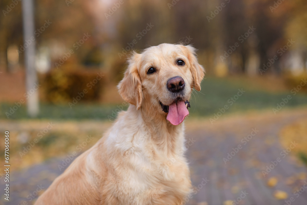 portrait of a old dog of the  golden labrador retriever in an autumn park with yellow and red leaves on a walk