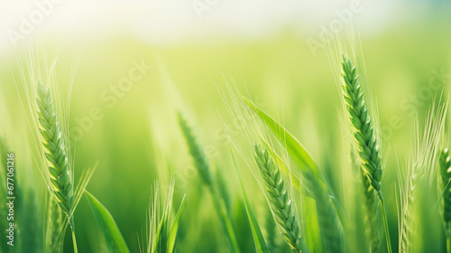 Green Ears Closeup  Fresh Organic Agriculture