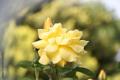 yellow flowers in the gardenYellow flower  yellow  spring  rose  yellow rose  summer  beauty  country  garden  autumn  winter  park  freshness  world  freshness  youth  calendar  history