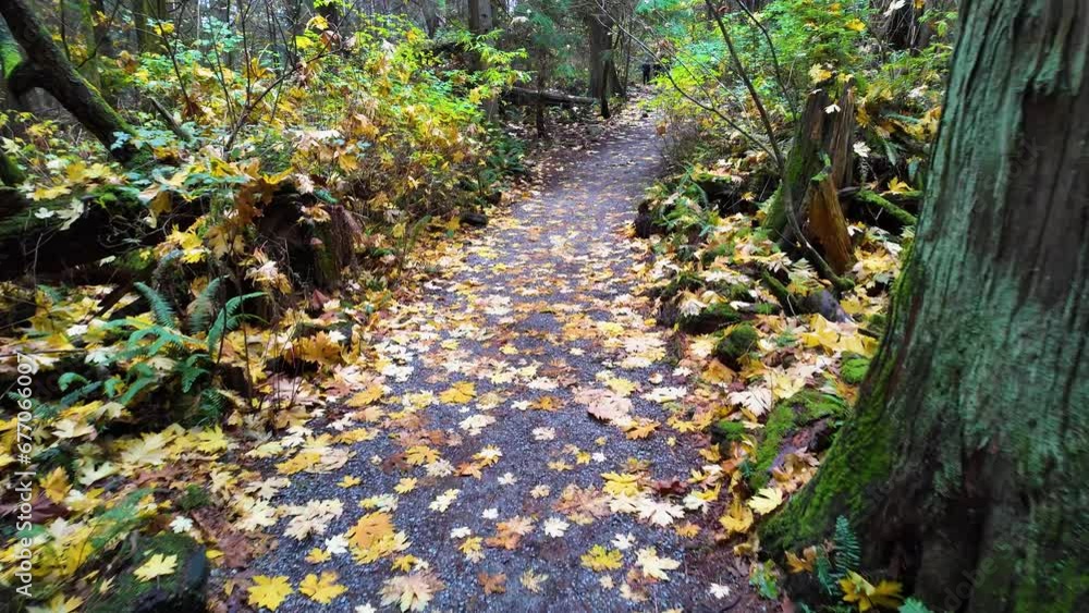 Hiking Path in Canadian Rainforest, Fall Season. Lighthouse Park, West Vancouver, BC Canada. Hiking Path in Canadian Rainforest, Fall Season. Lighthouse Park, West Vancouver, BC Canada.