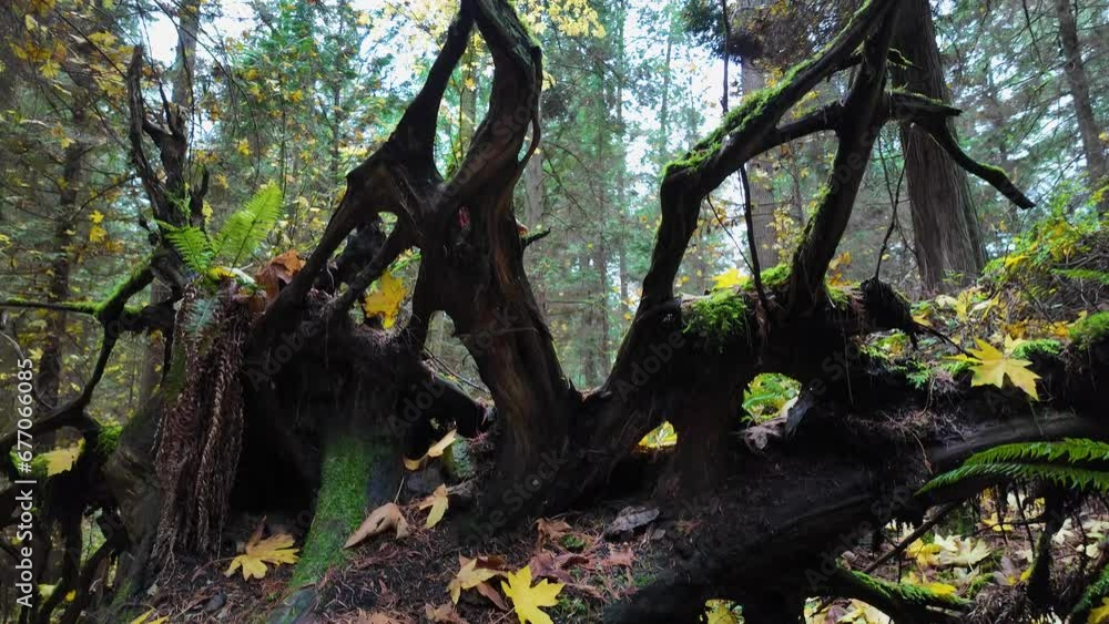 Tree Trunk and Roots in Canadian Rainforest, Nature. Fall Season. Lighthouse Park, West Vancouver BC Canada. Tree Trunk and Roots in Canadian Rainforest, Nature. Fall Season. Lighthouse Park, West Vancouver BC Canada.