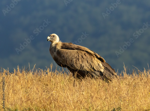 Griffon Vulture  Gyps fulvus  on feeding station