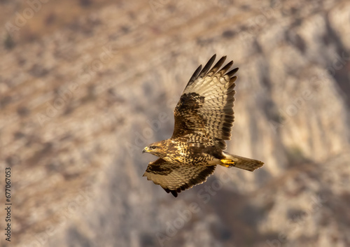 Common Buzzard in autumn mountain