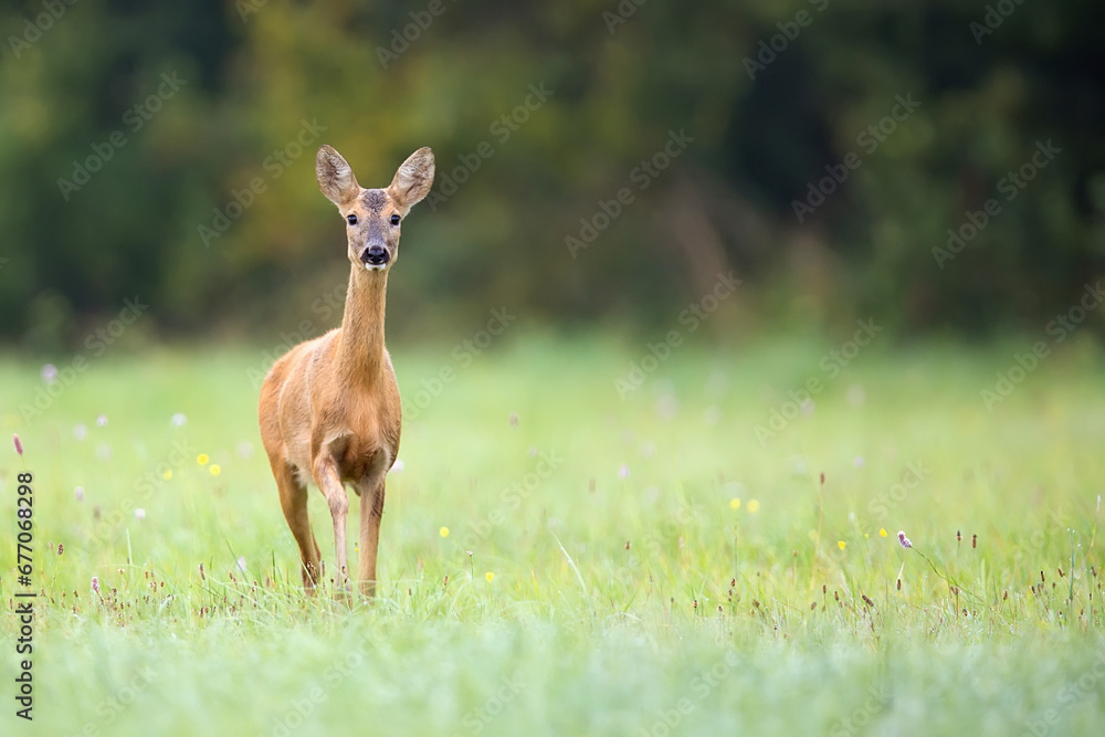 Roe deer in a clearing in teh wild
