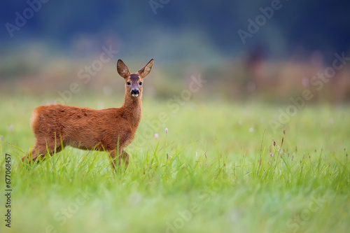 Young roe-deer in a clearing 