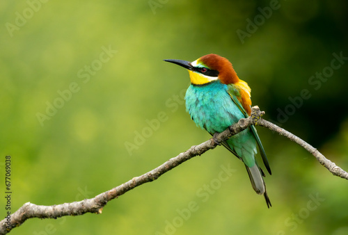 Common Bee-eater is one of the most beautiful bird in Europe