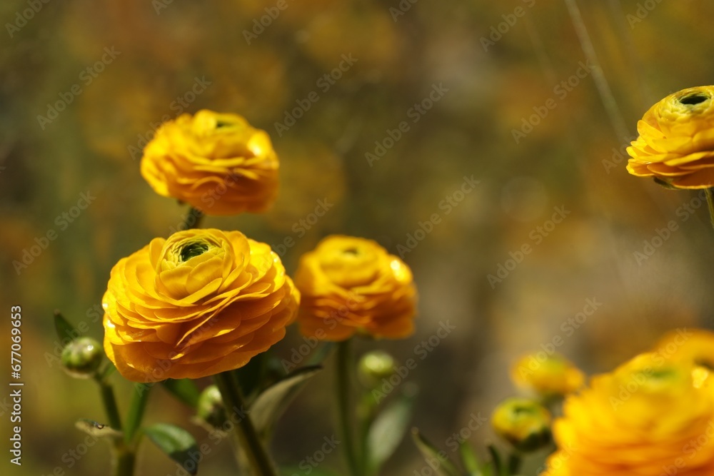 Beautiful ranunculus flowers on blurred background, closeup. Space for text Beautiful ranunculus flowers on blurred background, closeup. Space for text