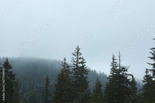 Beautiful tall green coniferous trees in mountain forest on winter day