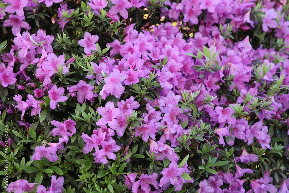 Beautiful Rhododendron bush with pink flowers growing outdoors Beautiful Rhododendron bush with pink flowers growing outdoors