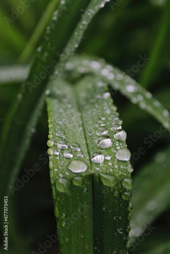 dew on the plant photo