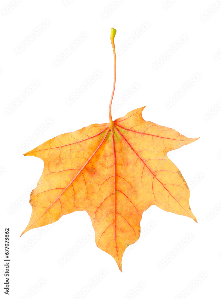 Fototapeta premium One maple leaf isolated on white. Autumn season