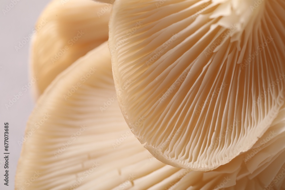 Fresh oyster mushrooms on light background, macro view Fresh oyster mushrooms on light background, macro view