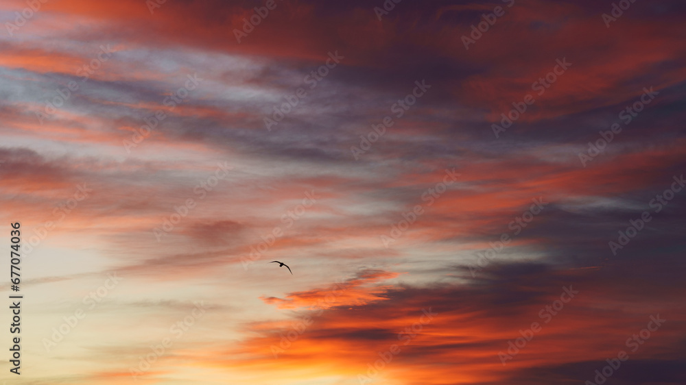 Sunrise Serenity: Silhouette of a Seagull Soaring in Warm Red Sky