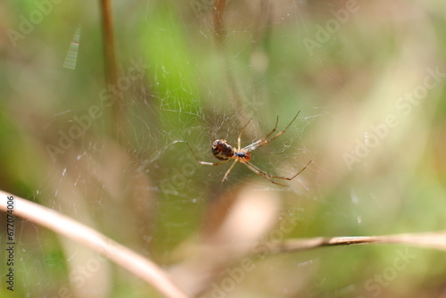 Close-up of a cobweb, small spiders, dew drops, rain drops, blades of grass, berries.
