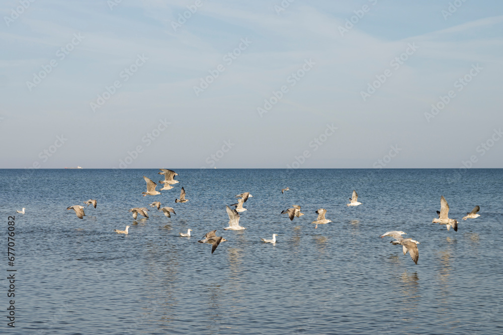 Latające mewy nad morzem Bałtyckim