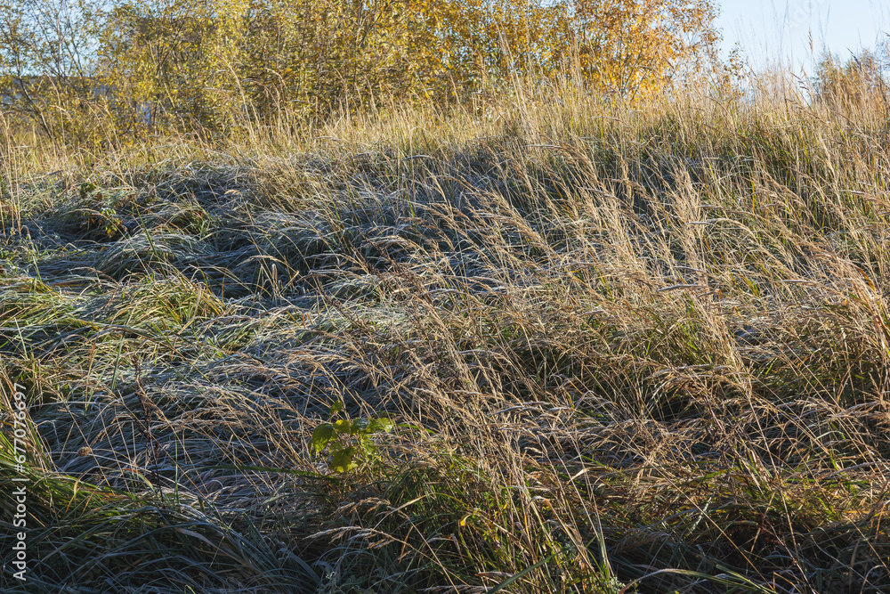 In autumn, the grass is covered with frost In autumn, the grass is covered with frost