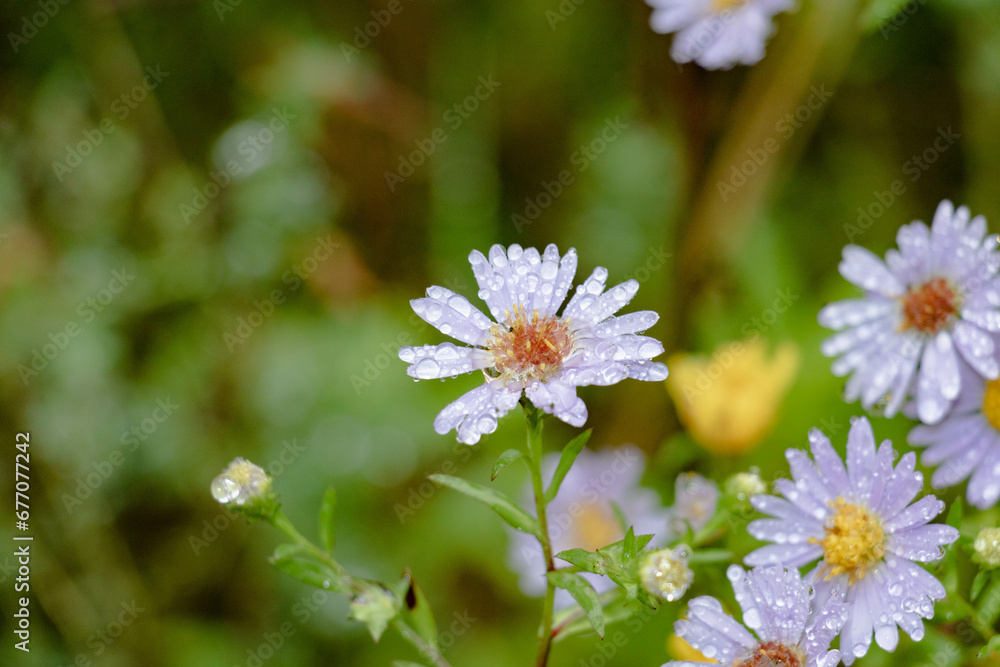 close up view of little white color flowers