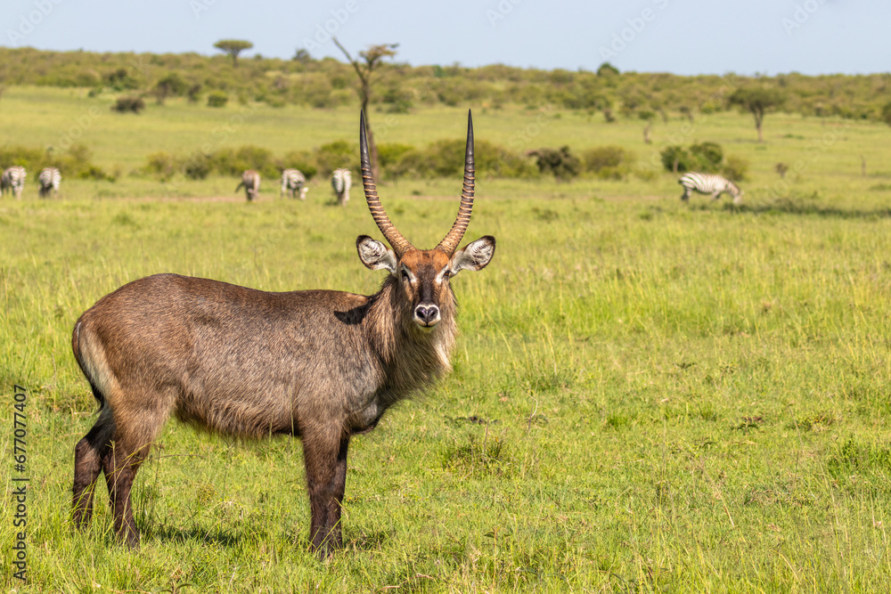 Male defassa waterbuck ( Kobus ellipsiprymnus defassa), Mara Naboisho Conservancy, Kenya. Male defassa waterbuck ( Kobus ellipsiprymnus defassa), Mara Naboisho Conservancy, Kenya.