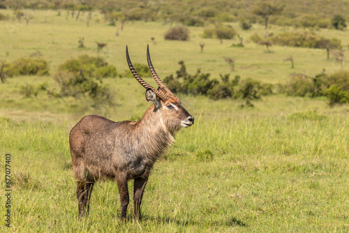 Male defassa waterbuck   Kobus ellipsiprymnus defassa   Mara Naboisho Conservancy  Kenya.