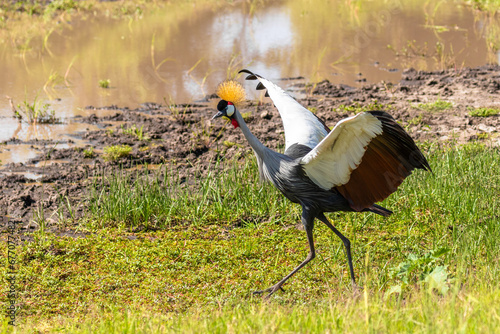 Grey crowned crane ( Balearica regulorum), african bird with crown of stiff golden feathers displaying with its outstretched wings, Mara Naboisho Conservancy, Kenya. photo
