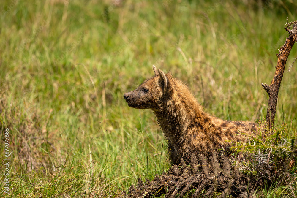 A spotted hyena (Crocuta crocuta) with kill, hyena eating eland, Mara Naboisho Conservancy, Kenya. A spotted hyena (Crocuta crocuta) with kill, hyena eating eland, Mara Naboisho Conservancy, Kenya.
