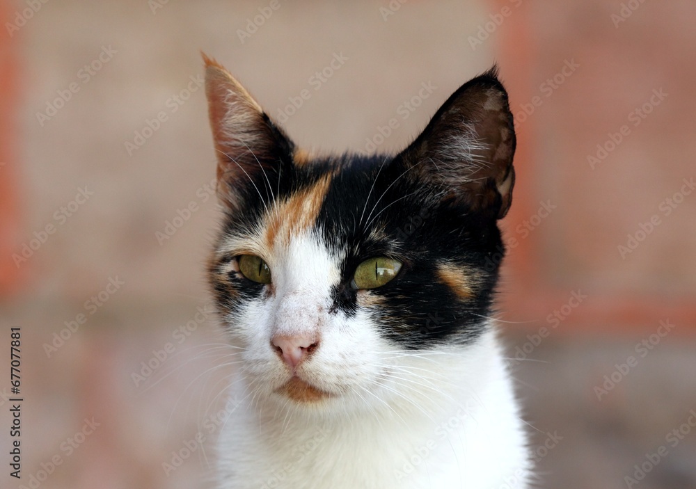 Detail of cat head in Egypt. Portrait of spotted adult cat against blurred background.