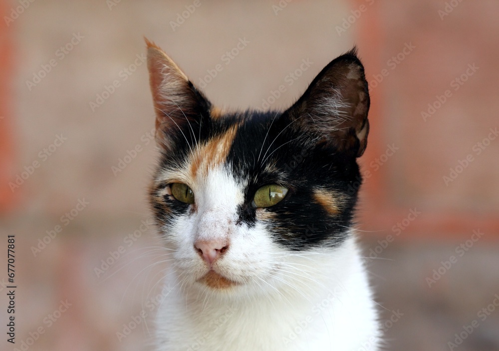 Detail of cat head in Egypt. Portrait of spotted adult cat against blurred background. Detail of cat head in Egypt. Portrait of spotted adult cat against blurred background.