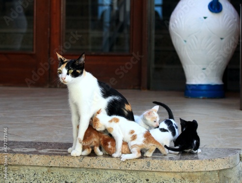 Street cat and its six cute kittens in Egypt. Kittens breastfed by its mother cat.