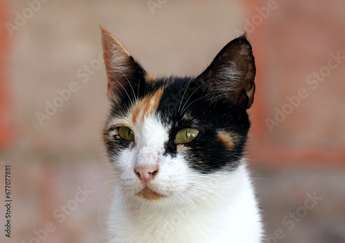 Detail of cat head in Egypt. Portrait of spotted adult cat against blurred background.