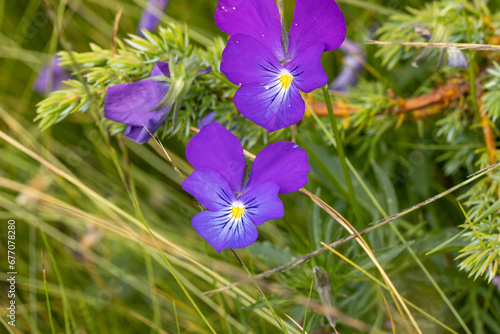 Fototapeta Naklejka Na Ścianę i Meble -  Heartsease, viola tricolor in natural habitat