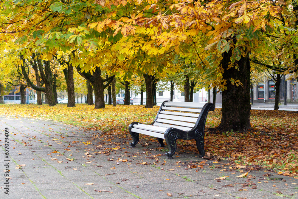 .White wooden bench in the park with autumn tree leaves in the background