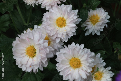 花々