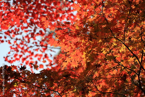 Autumn colors