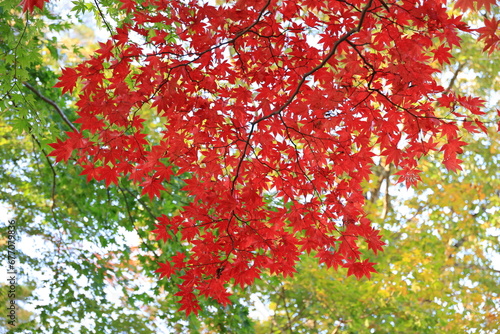 紅葉