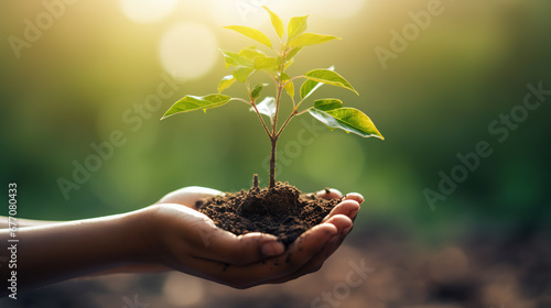 environment Earth Day In the hands of trees growing seedlings. Bokeh green Background Female hand holding tree